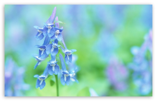 Download Soft Focus Small Blue Flowers UltraHD Wallpaper