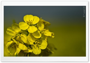 Yellow Mustard Flowers