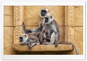 Gray Langur Primates, Old...