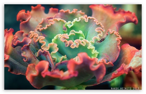 Download Small Cactus Plant UltraHD Wallpaper