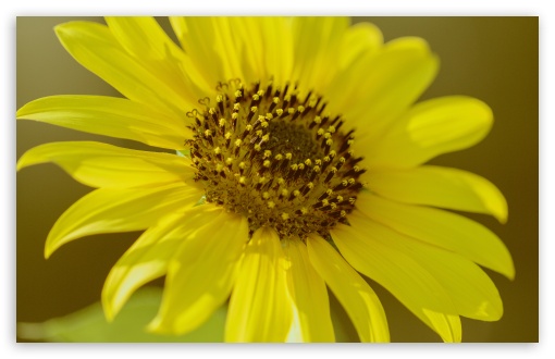 Download Sunflower Macro UltraHD Wallpaper
