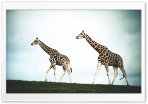 Double Giraffe