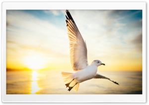 Soar, Seagull Bird, Sunrise