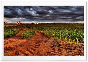 Corn Plantation HDR