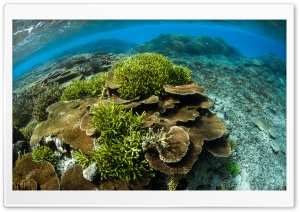 Scuba Diving Coral Reef