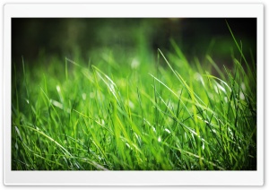 Green Grass Close Up
