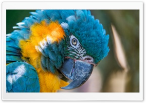 BLUE AND YELLOW MACAW 5K