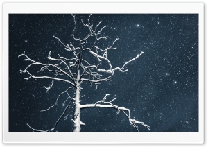 Tree, Night Sky, Lapland