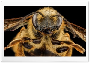 Mining Bee Face, Andrena...