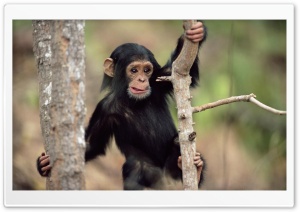 Young Chimpanzee Climbing...
