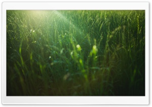 Field Green Grass