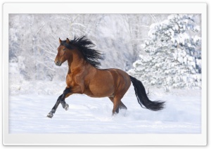 Horse, Winter