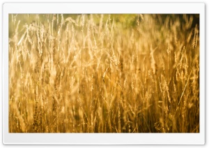 Golden Grass