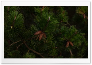 Green Pine Tree Branches