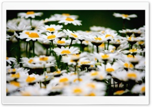 Daisies Field