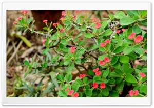 Red Euphorbia