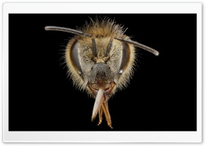 Apis Mellifera Bee Macro...