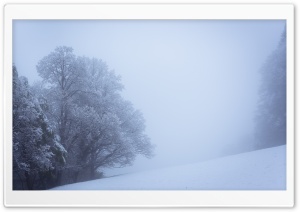 Winter Fog, Snowy Trees,...