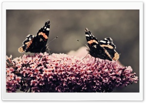 Two Beautiful Butterflies