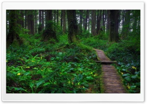 Beautiful Forest Path