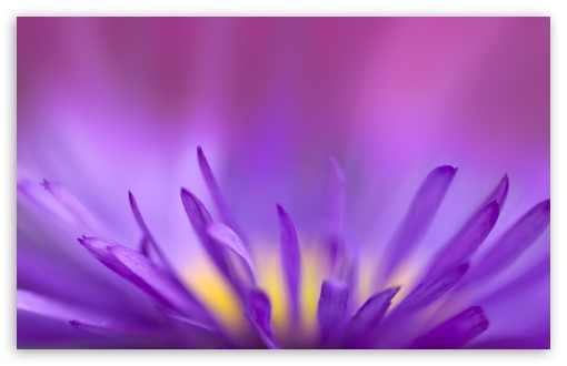 Download Delicate Purple Petals UltraHD Wallpaper