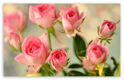 Download Cute Pink Roses UltraHD Wallpaper