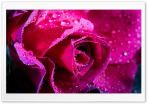 Rose Flower, Magenta Color,...