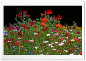 Spring Meadow Flowers