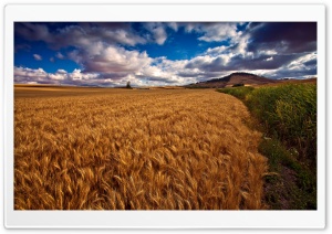 Beautiful Wheat Field HDR