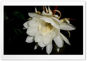 Brahmakamal