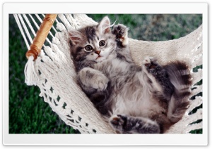 Kitten Sitting In A Hammock