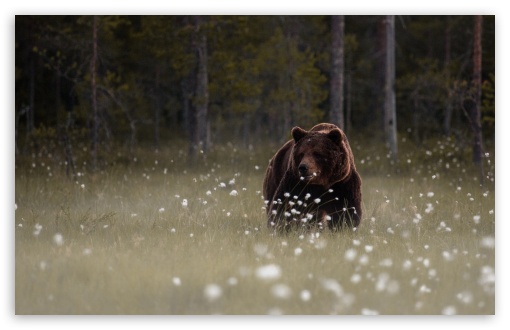 Download Forest Bear UltraHD Wallpaper