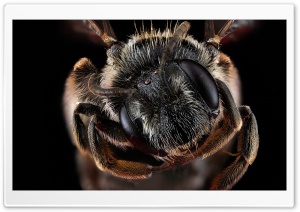 Andrena Virginiana Bee Macro...