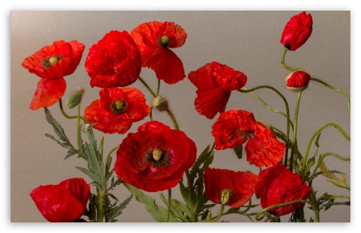 Download Beautiful Poppies Flowers UltraHD Wallpaper