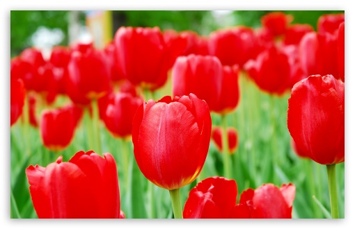Download Tulips UltraHD Wallpaper