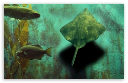 Download Aquarium Fish UltraHD Wallpaper
