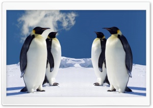 King Penguins Having A Meeting
