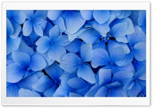 Blue Hydrangea Blossoms