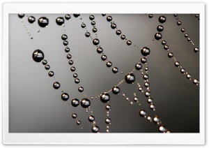 Dew on Spiderweb