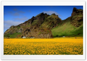 Yellow Dandelion Field