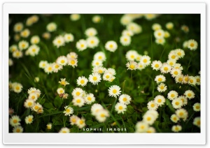 Grass and White Flowers