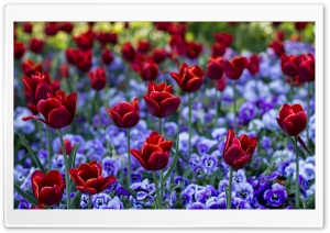 Red Tulips and Purple Pansies