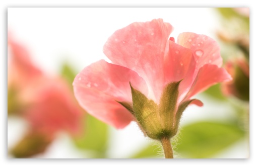 Download Geranium Flower UltraHD Wallpaper