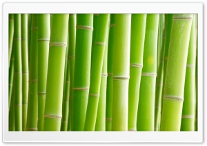Bamboo, Green