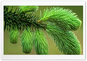 Dew Covered Spruce Bough