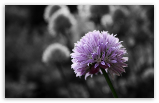 Download Purple Flower On Black And White Background UltraHD Wallpaper