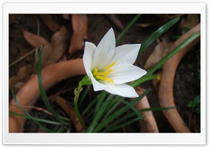 White Rain Lily 1