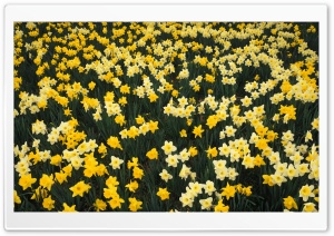 Hillside Of Daffodils...