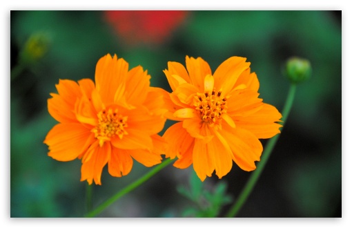 Download Cosmos Sulphureus Flower UltraHD Wallpaper