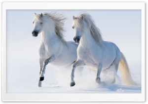 2 Horses